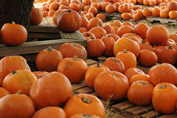 Pumpkin Patch Santa Monica Ca