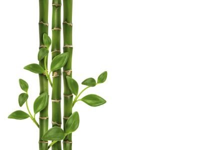 meanings-lucky-bamboo-stalks-1.1-800x800