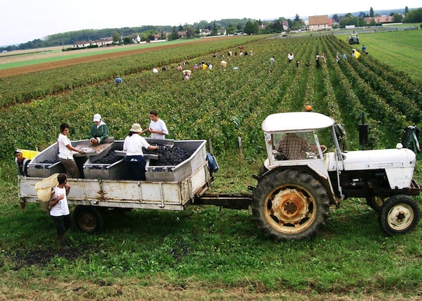 Vintage-grape-harvest-in-Burgundy