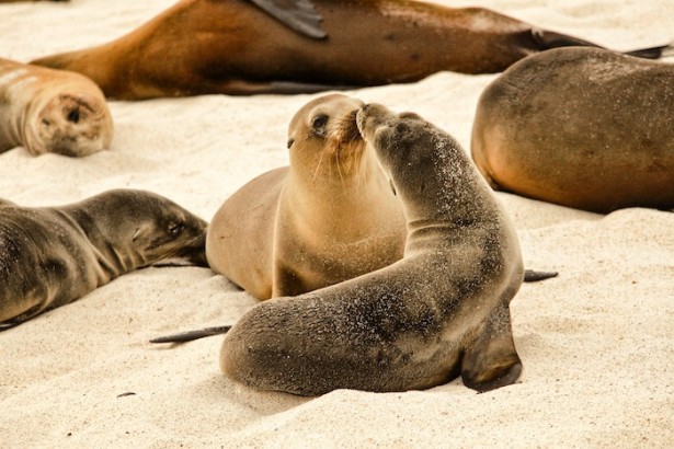 Galapagos