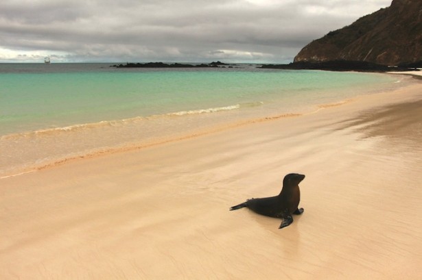 Galapagos