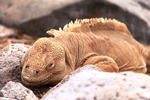 Galapagos