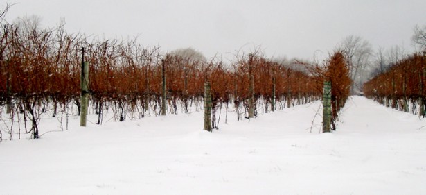 icewine