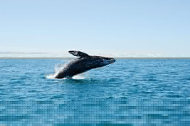 24013-Whale