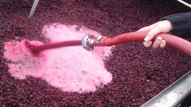 making-red-wine