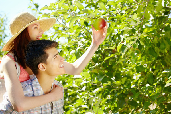 couple-picking-apples-together