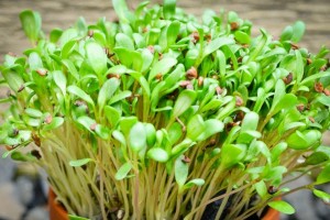 Eat Sprouted Grains