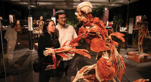 bodyworlds-banner-small